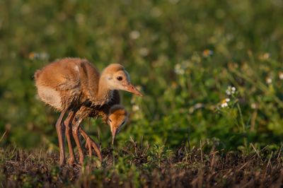 Grue du Canada -- Sandhill Crane