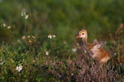 Grue du Canada -- Sandhill Crane