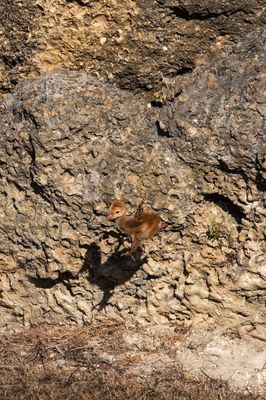 Grue du Canada -- Sandhill Crane