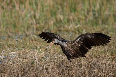 Courlan brun -- Limpkin