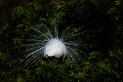 Grande aigrette -- Great Egret