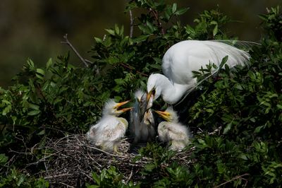 Grande aigrette -- Great Egret