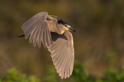 Bihoreau gris -- Black-crowned Night Heron