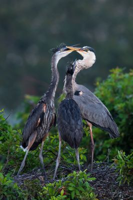 Grand héron -- Great Blue Heron