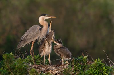 Grand héron -- Great Blue Heron