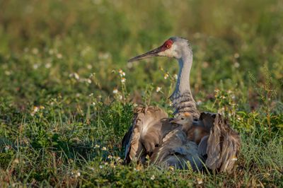 Grue du Canada -- Sandhill Crane