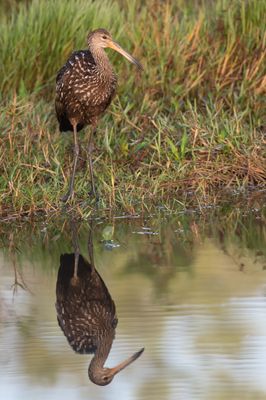 Courlan brun -- Limpkin