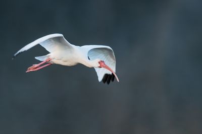 Ibis blanc -- American White Ibis