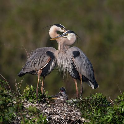 Grand héron -- Great Blue Heron