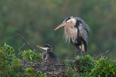 Grand héron -- Great Blue Heron