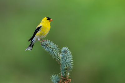 Chardonneret Jaune -- American Goldfinch