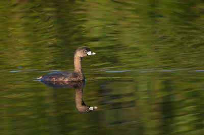 Grbe  bec bigarr  -- Pied-billed Grebe