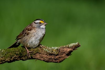 Bruant  gorge blanche -- White-Throated Sparrow
