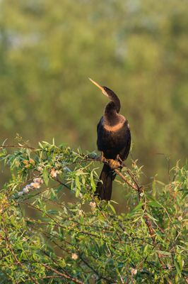 Anhinga d'Amérique -- Anhinga