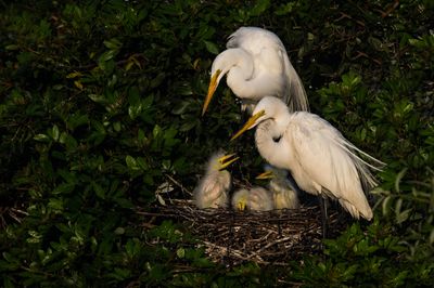 Grande aigrette -- Great Egret