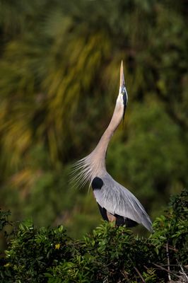 Grand héron -- Great Blue Heron