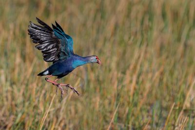 Talve  tte grise -- Grey-headed Swamphen