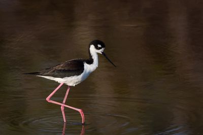 chasse d'Amrique -- Black-Necked Stilt