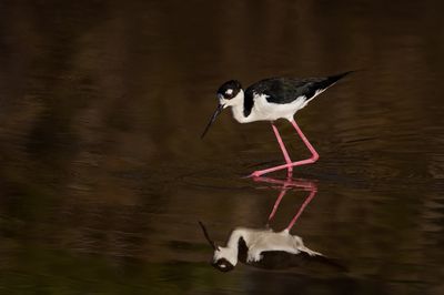 chasse d'Amrique -- Black-Necked Stilt