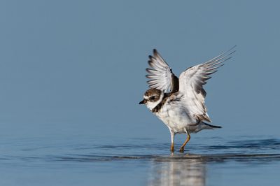 Pluvier semipalmé -- Semipalmated Plover