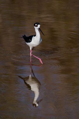chasse d'Amrique -- Black-Necked Stilt