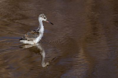 chasse d'Amrique -- Black-Necked Stilt