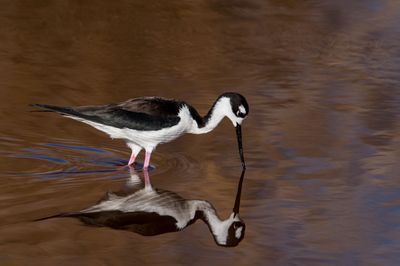 chasse d'Amrique -- Black-Necked Stilt