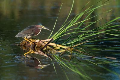 Hron vert -- Green Heron