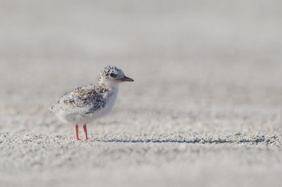 Petite sterne -- Least Tern