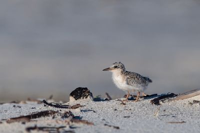 Petite sterne -- Least Tern