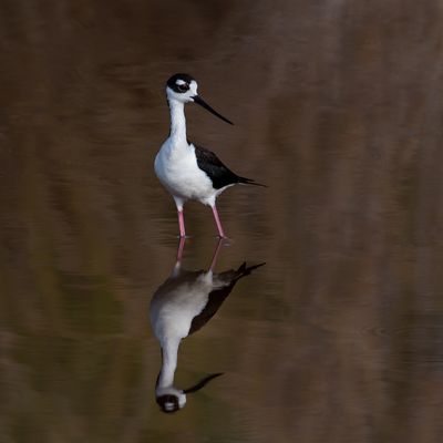 chasse d'Amrique -- Black-Necked Stilt