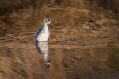 chasse d'Amrique -- Black-Necked Stilt