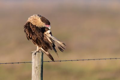 Caracara du Nord -- Crested Caracara