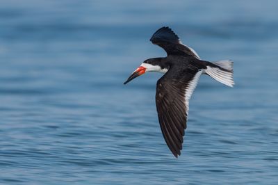 Bec-en-ciseaux noir -- Black skimmer