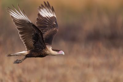 Caracara du Nord -- Crested Caracara