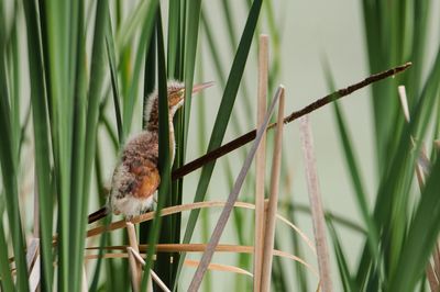 Petit blongios, bébé -- Least Bittern, baby