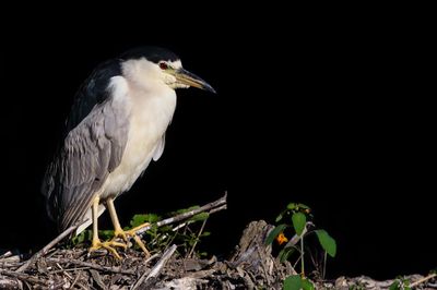 Bihoreau gris -- Black-crowned Night Heron