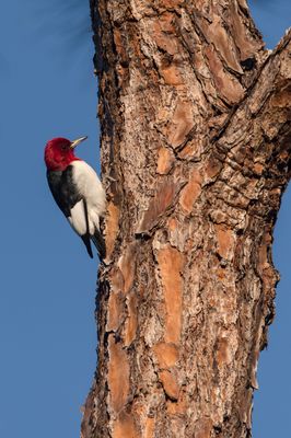 Pic à tête rouge -- Red-headed Woodpecker
