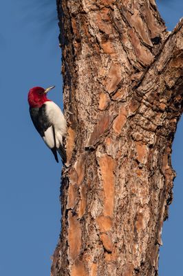 Pic  tte rouge -- Red-headed Woodpecker