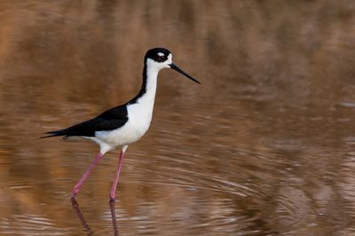 chasse d'Amrique -- Black-Necked Stilt
