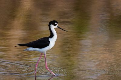 chasse d'Amrique -- Black-Necked Stilt