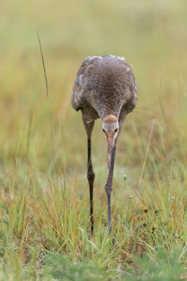 Grue du Canada -- Sandhill Crane