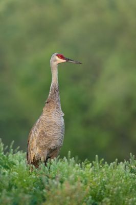 Grue du Canada -- Sandhill Crane