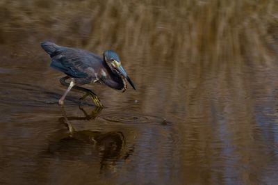 Aigrette tricolore -- Tricolored Heron