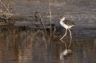 chasse d'Amrique -- Black-Necked Stilt