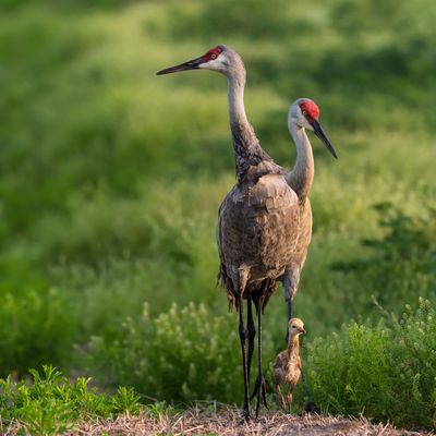 Grue du Canada -- Sandhill Crane