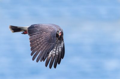 Milan des marais -- Snail kite