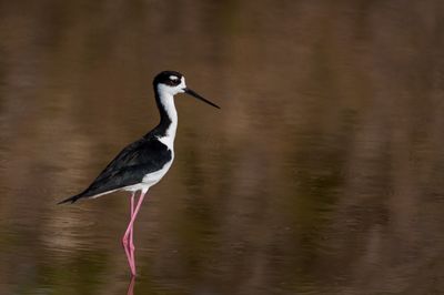 chasse d'Amrique -- Black-Necked Stilt