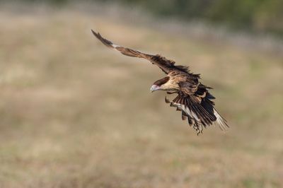 Caracara du Nord -- Crested Caracara