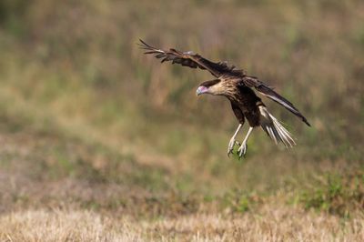 Caracara du Nord -- Crested Caracara